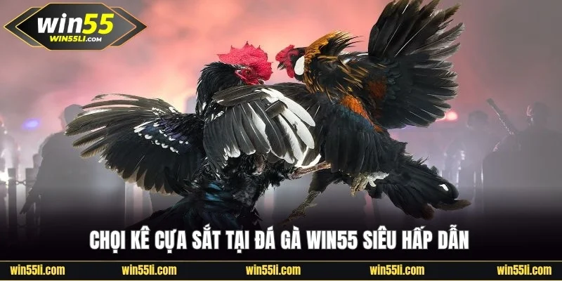 Đá Gà Win55 - Khám Phá 200+ Trận Đấu Đỉnh Cao Mỗi Ngày - LUCKY924