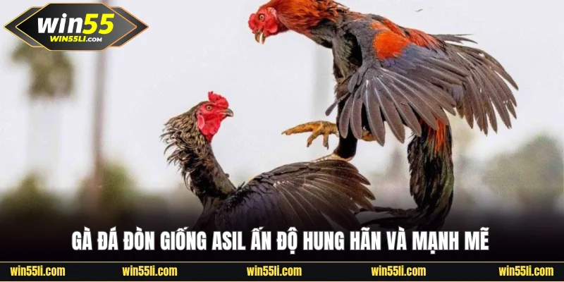 Cách Chọn Gà Đá Đòn Chuẩn Để Thắng Nhanh Mọi Cuộc Chiến - LUCKY924