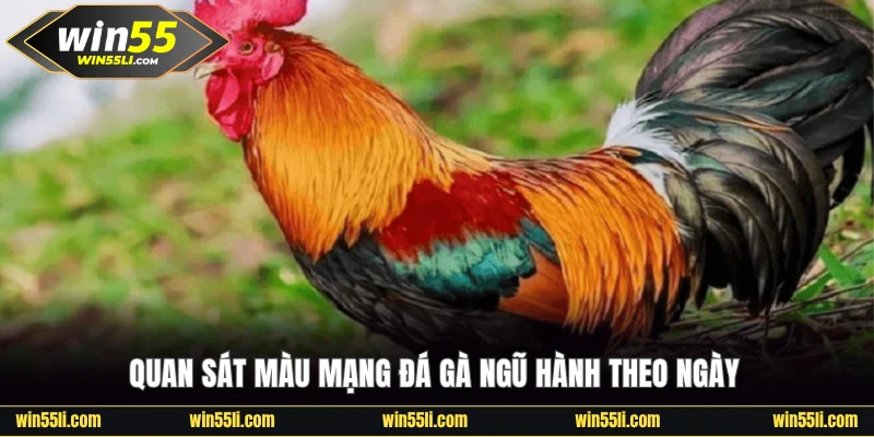 Màu Mạng Đá Gà Và Tác Động Đến Kết Quả Của Các Trận Đấu - LUCKY924