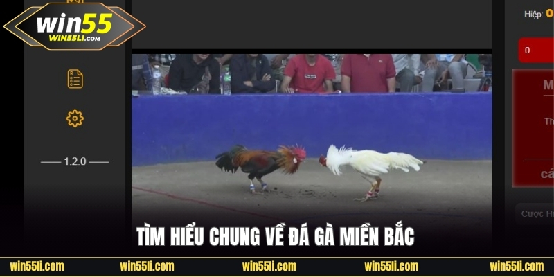 Luật Đá Gà Miền Bắc - Tìm Hiểu Thông Tin Chuẩn Cùng Win55 - LUCKY924