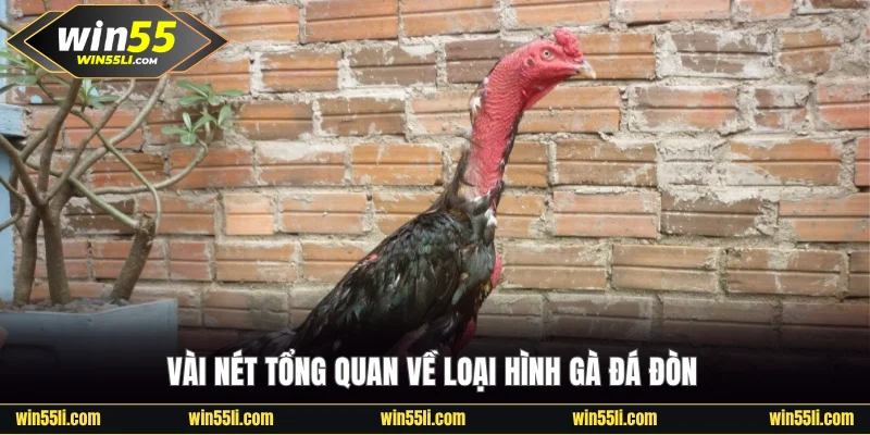 Cách Chọn Gà Đá Đòn Chuẩn Để Thắng Nhanh Mọi Cuộc Chiến - LUCKY924
